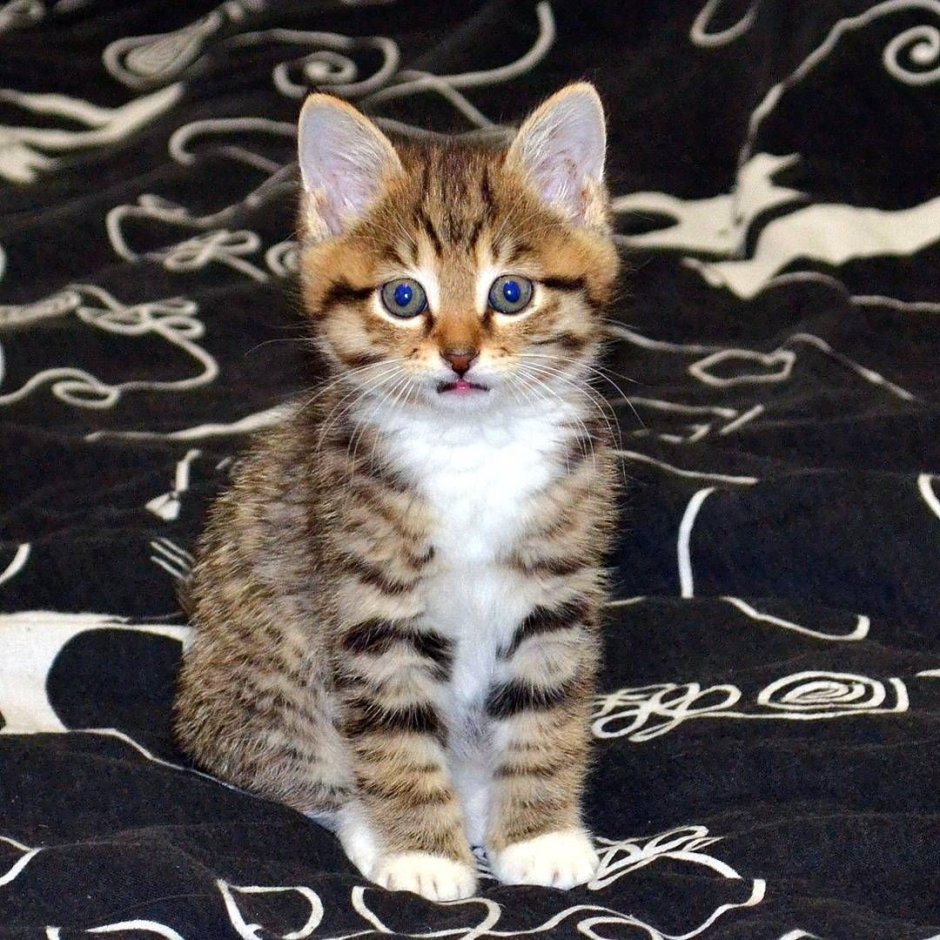 Котенок с заколкой на голове
