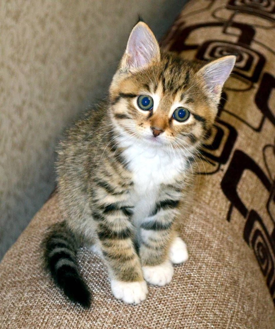 Котик из термомозайки