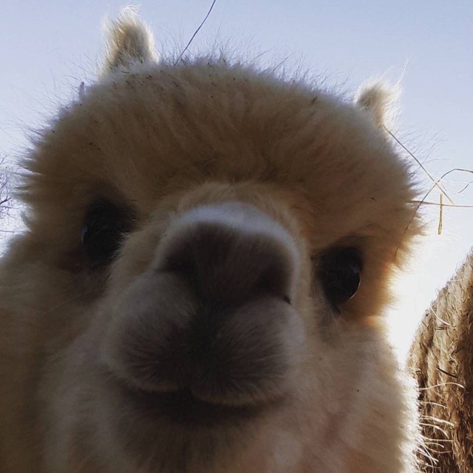 Electric Dance Alpaca