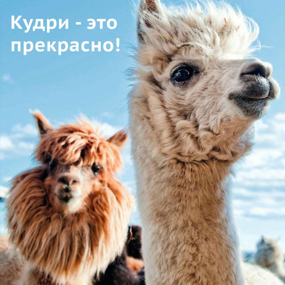 Лама в России