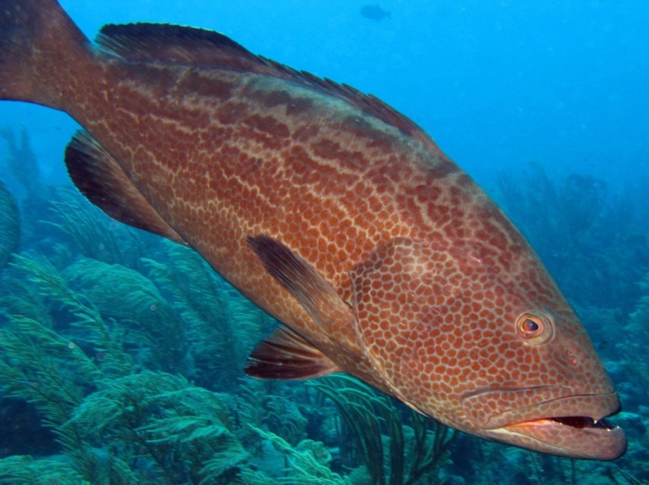 Mycteroperca Bonaci
