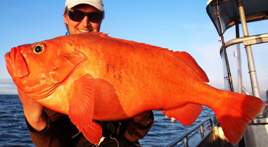 Алеутский морской окунь Sebastes aleutianus