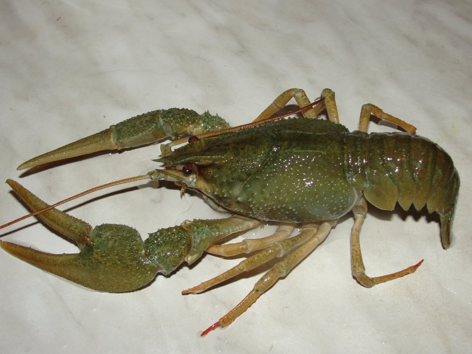Astacus Astacus
