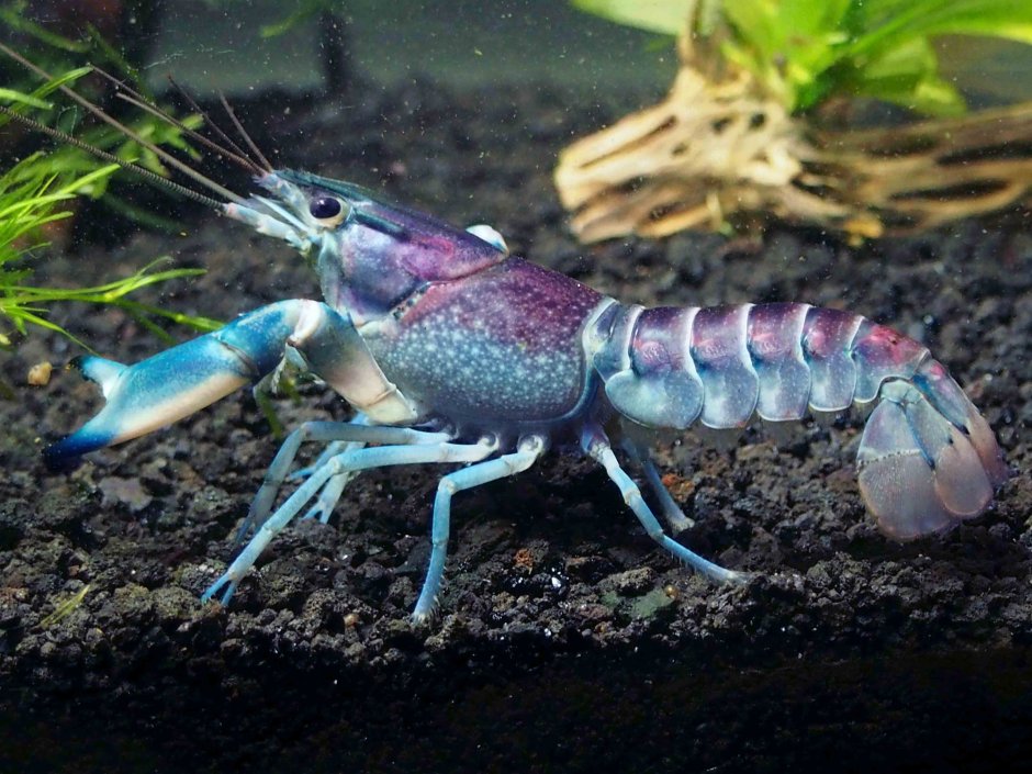 Cherax tenuimanus