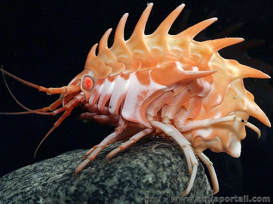 Epimeria rubrieques