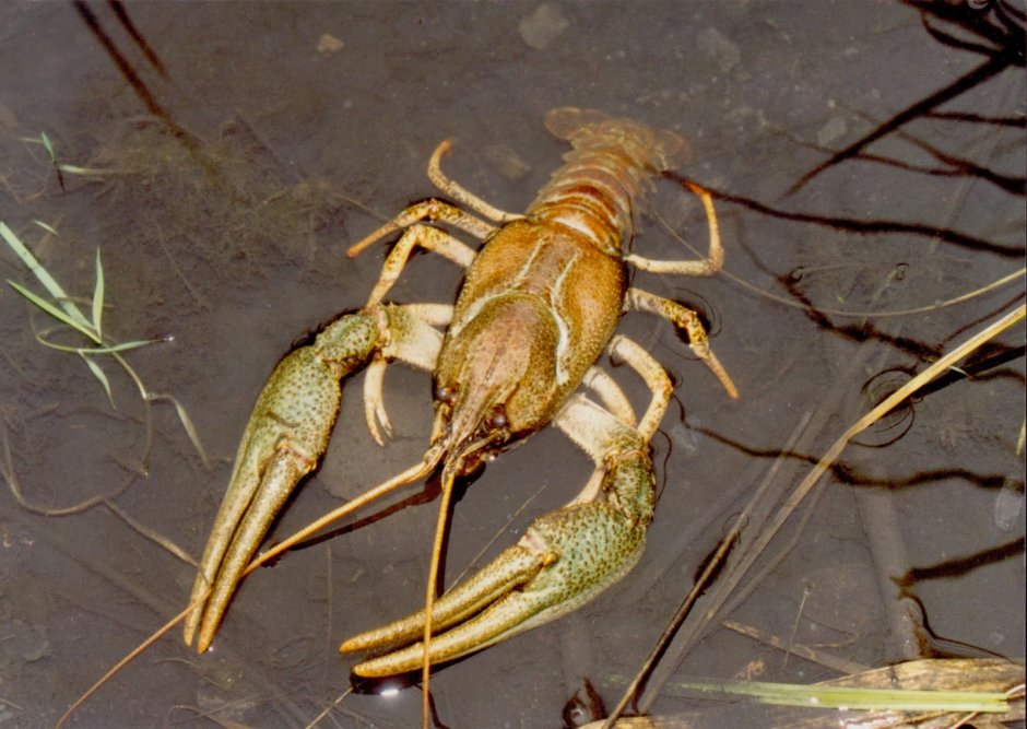 Pontastacus Leptodactylus СПБ