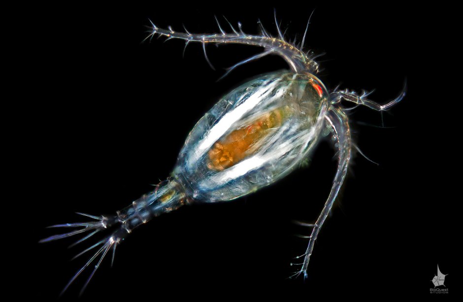 Веслоногие ракообразные (Copepoda)
