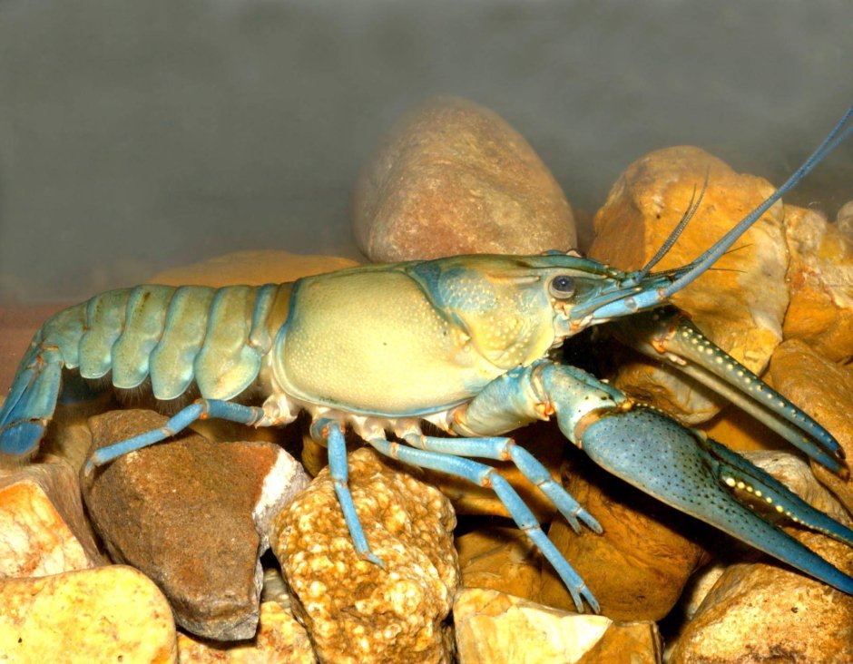 Astacus pachypus