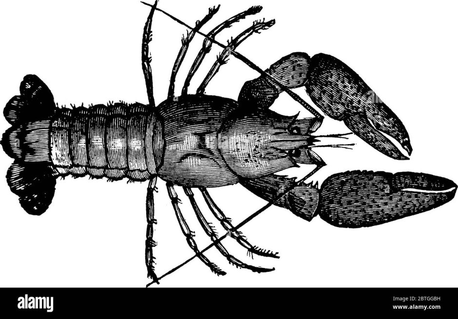 Astacus рисунок