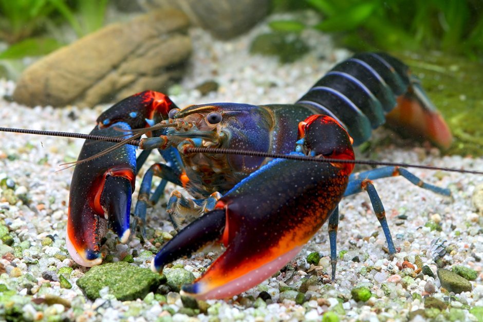 Cherax tenuimanus