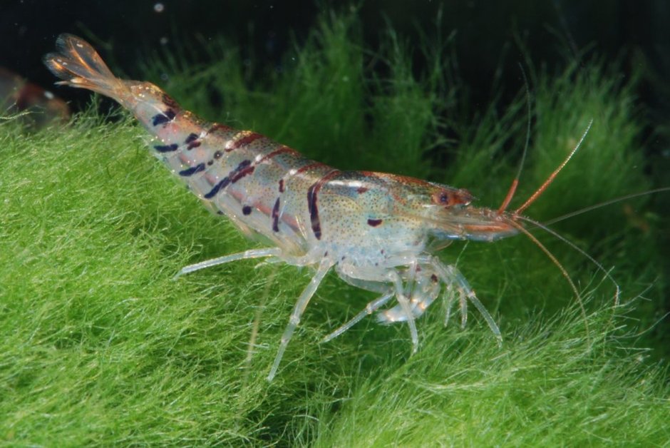 Креветки Caridina sarasinorum "ниндзя