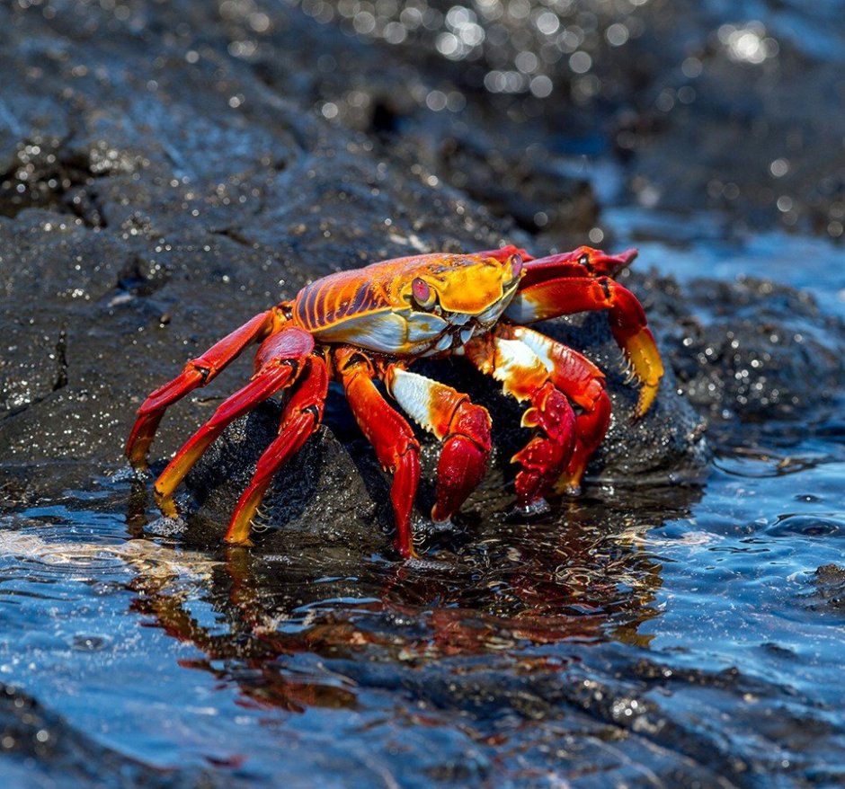 Grapsus Grapsus
