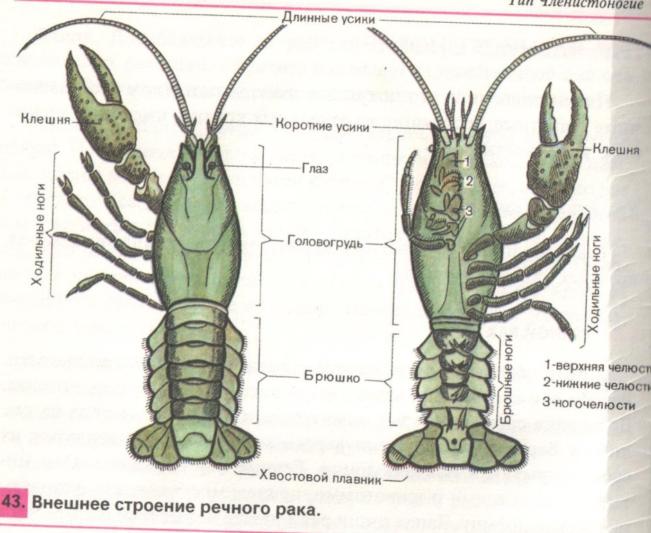 Строение ракообразных схема