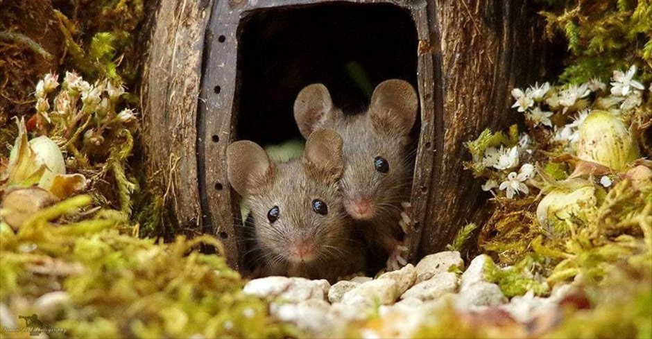 Нора мыши полевки