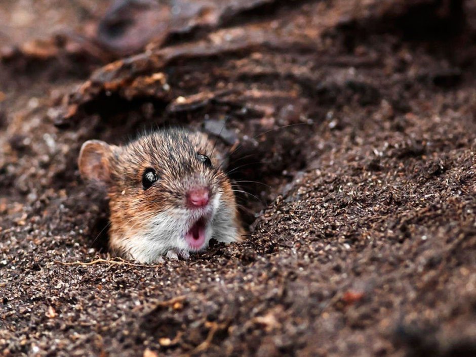 Нора мыши полевки