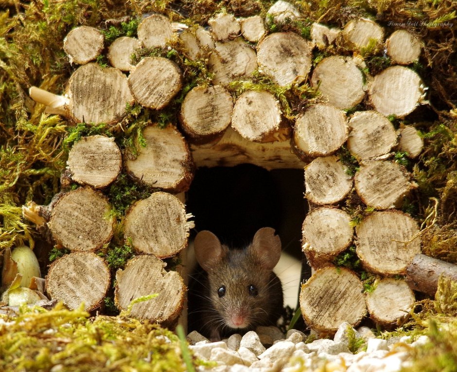 Мышиная норка
