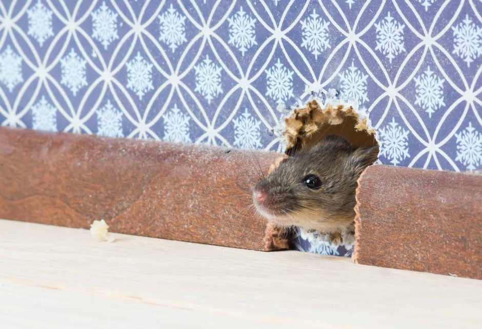 Мышиная норка