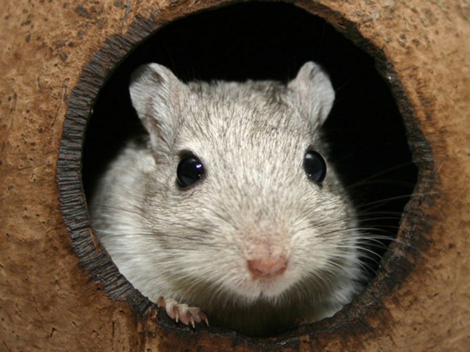 Мышиная норка