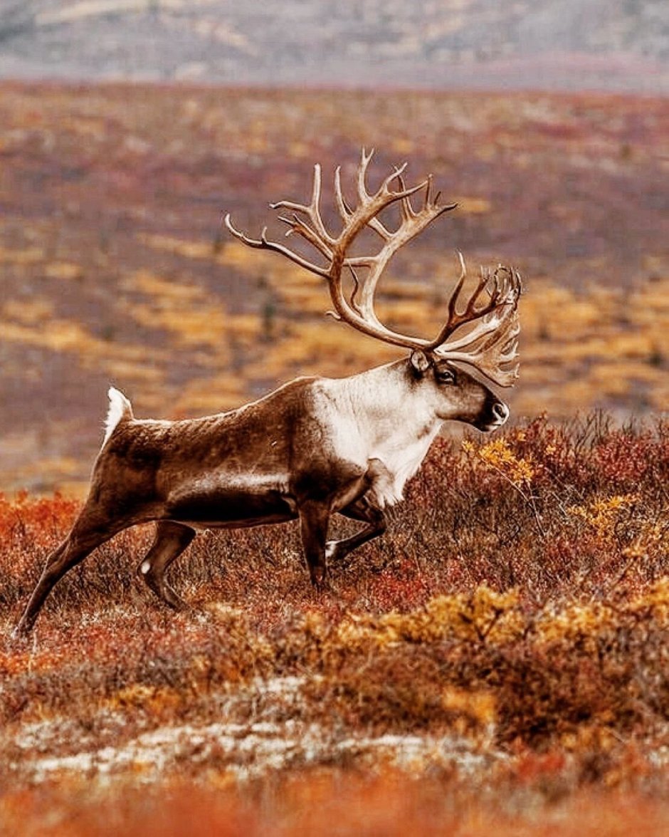 Олень Северный Лесной Сибирский – Rangifer tarandus angustifrons
