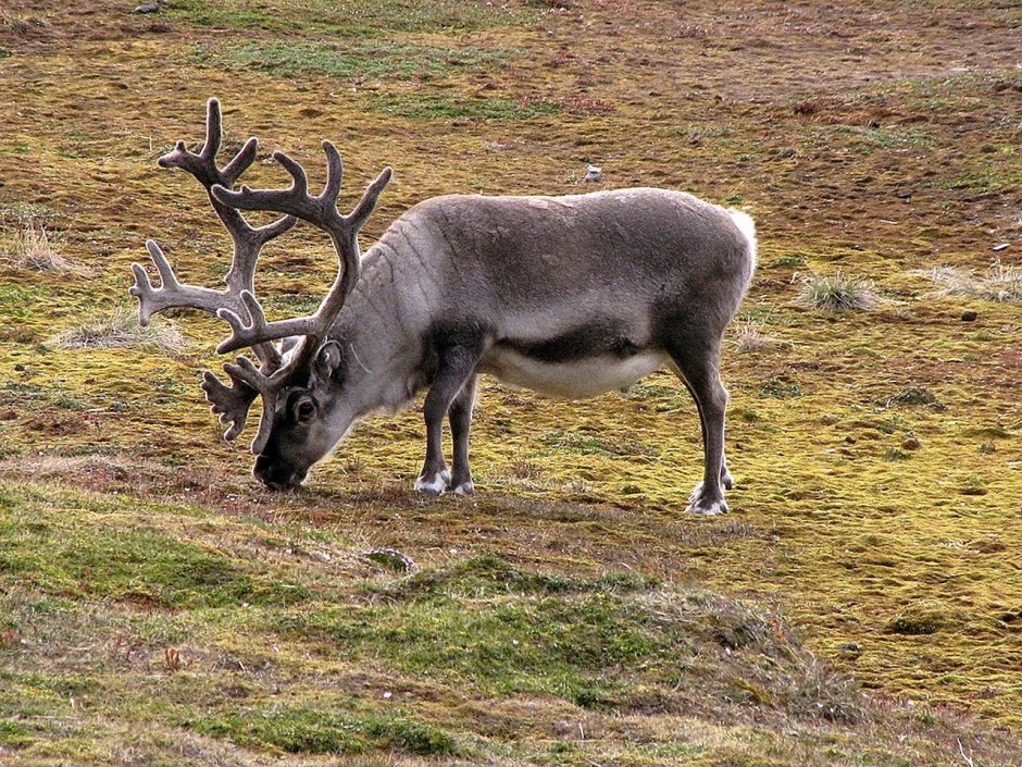 Олень Северный Лесной Сибирский – Rangifer tarandus angustifrons