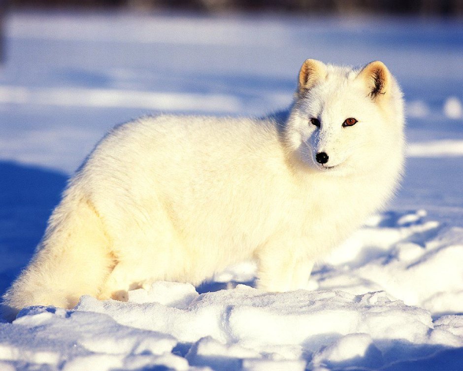 Arctic Tundra ecosystem