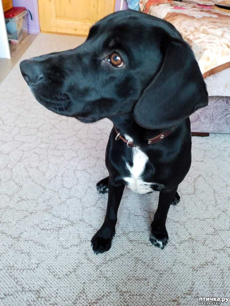 Метис лабрадора и спаниеля