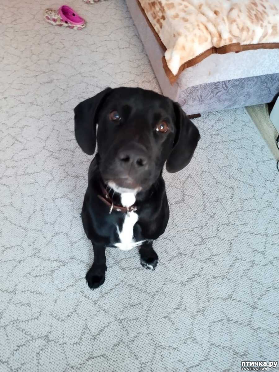 Щенок метис лабрадора 3 месяца