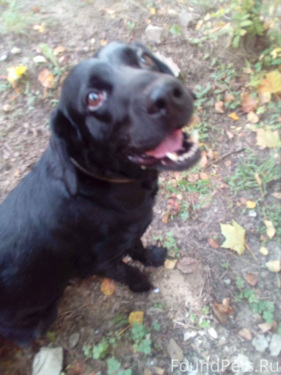 Помесь спаниеля и лабрадора