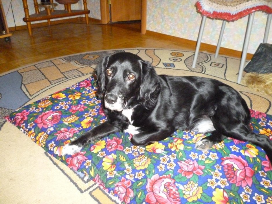 Метис кокер лабрадор