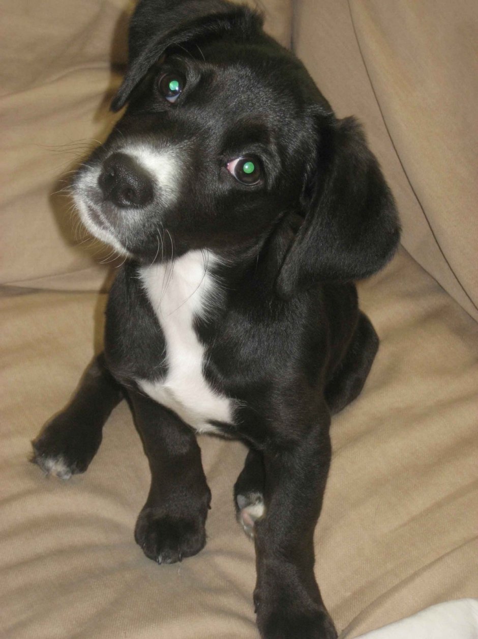 Пинчер спаниель