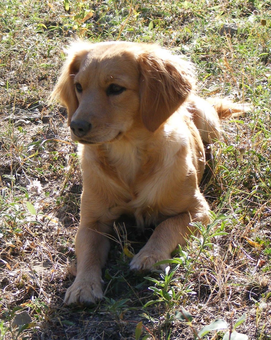 Золотистый кокер ретривер