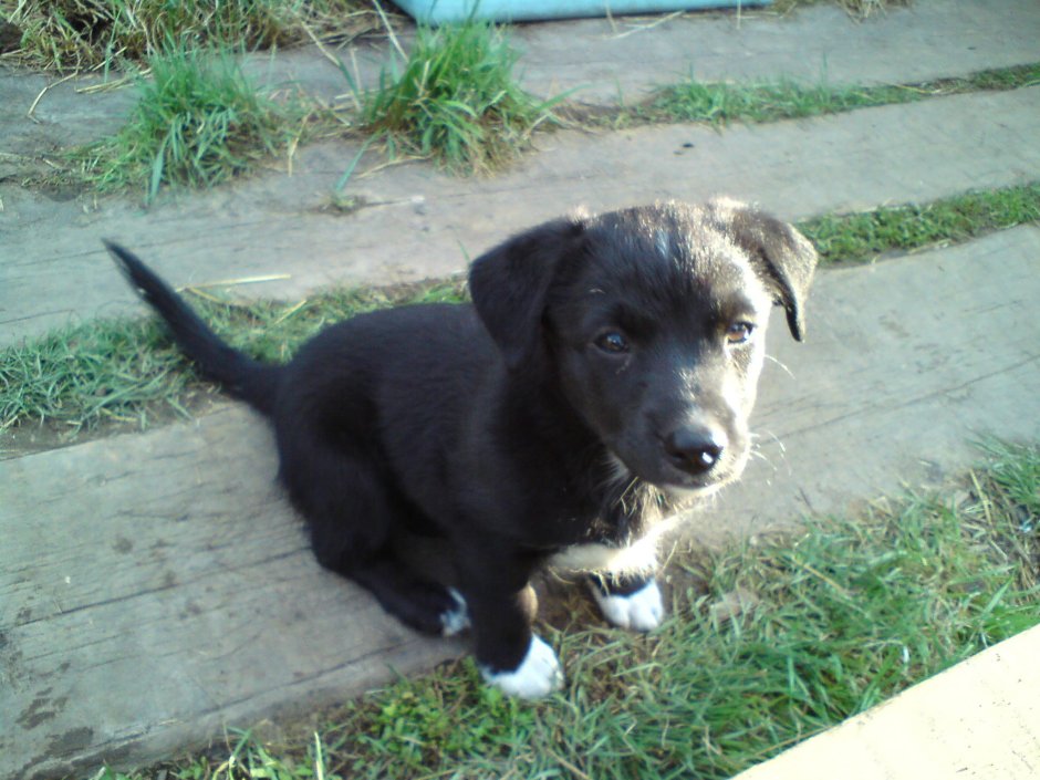 Помесь лабрадора и дворняги черный