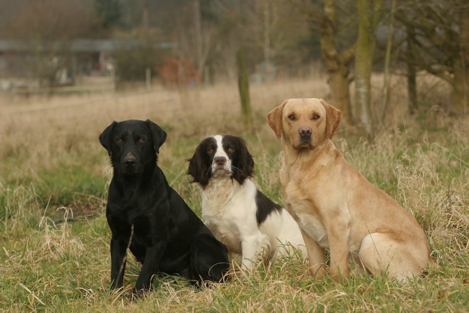 Кокер лабрадор