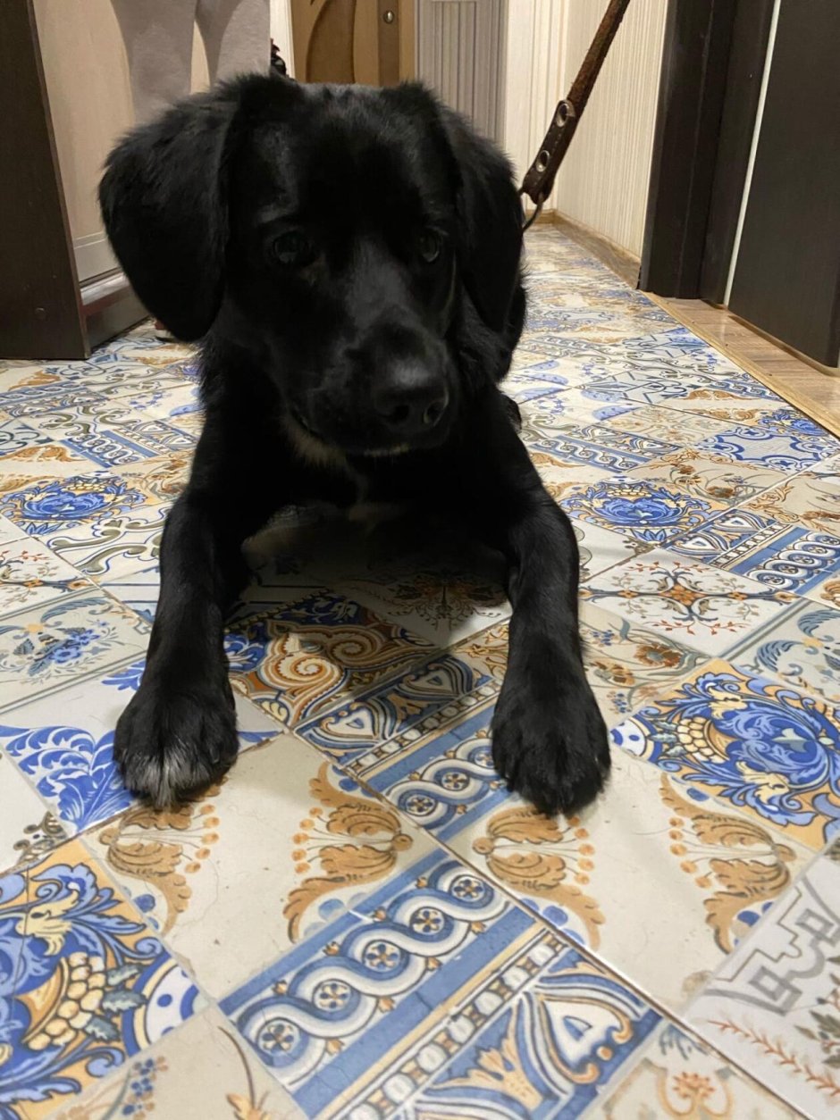 Метис лабрадора и спаниеля