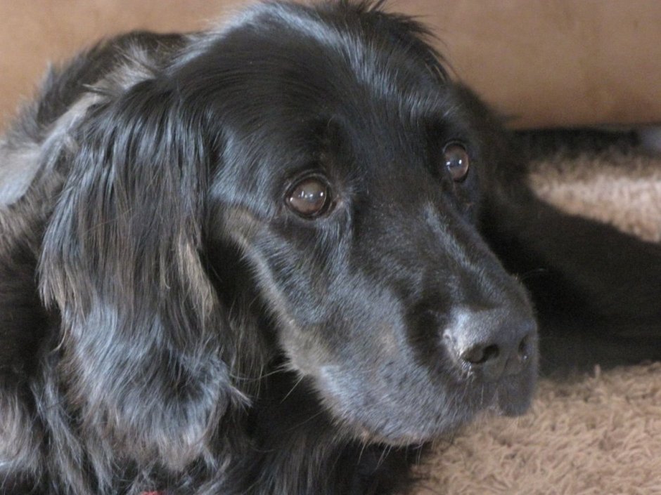 Метис спаниеля