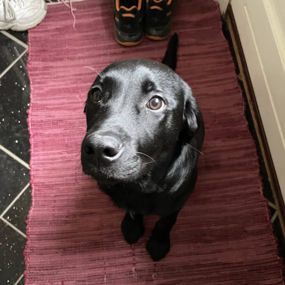 Метис лабрадора и спаниеля