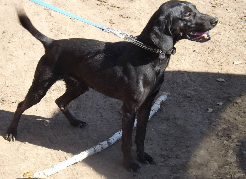 Метис лабрадора и спаниеля