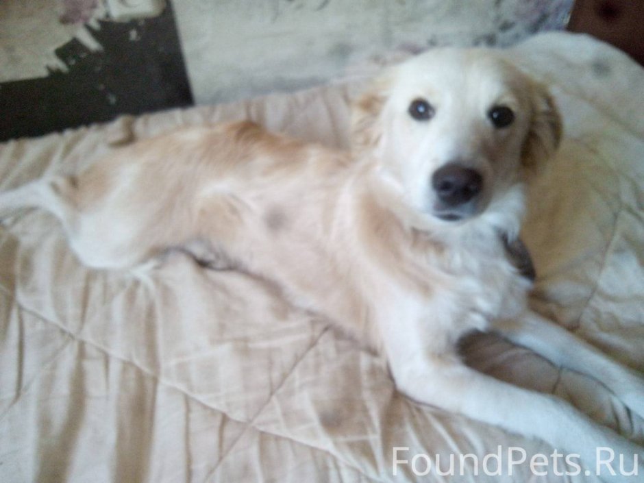 Метис Голден ретривера и спаниеля щенки