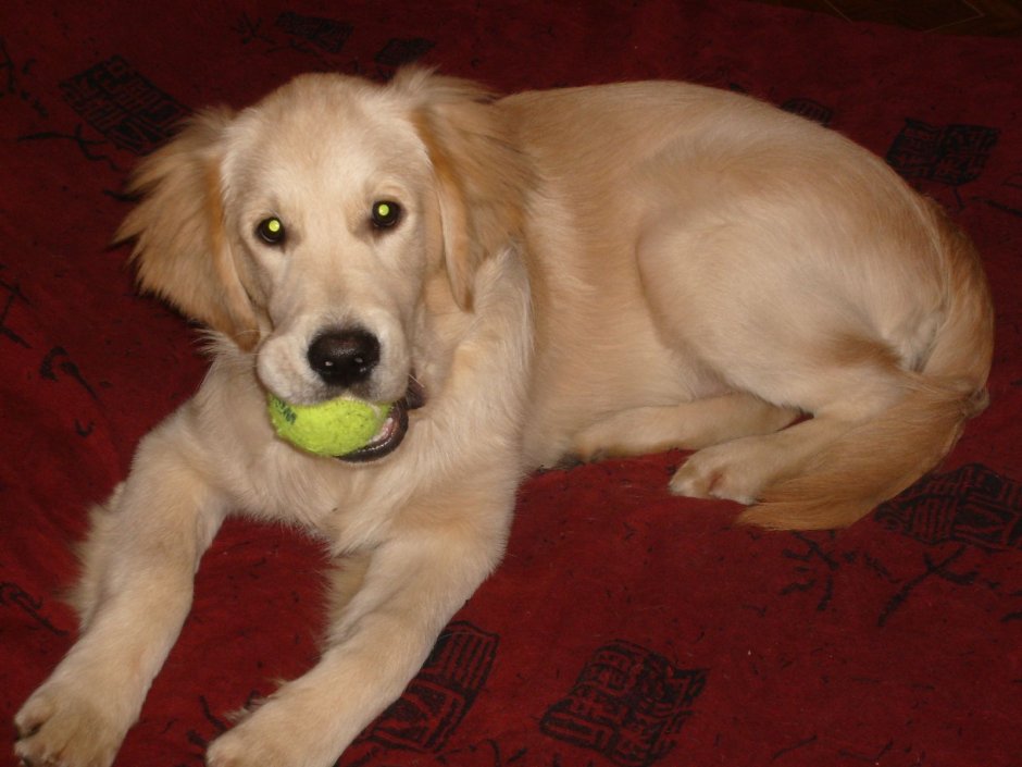 Помесь лабрадора и золотистого ретривера