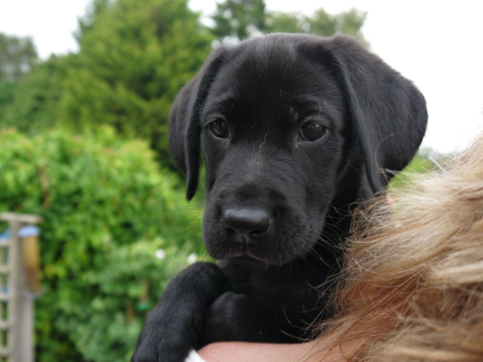 Лабрадор собака маленькие