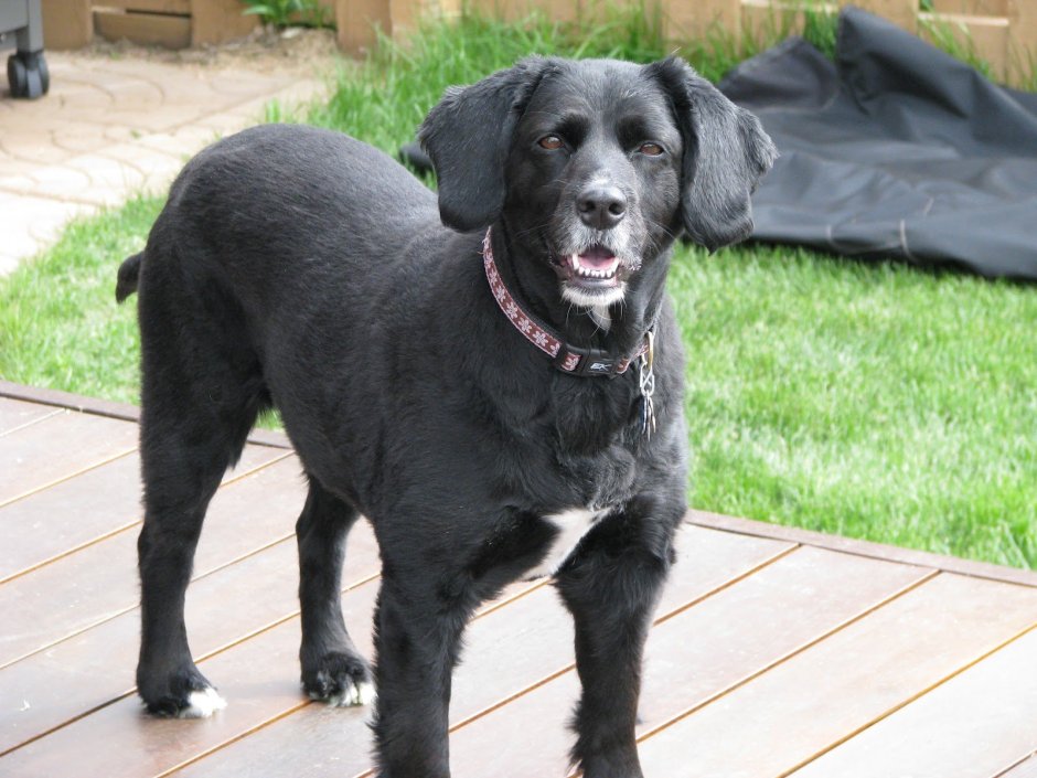 Метис кокер лабрадор