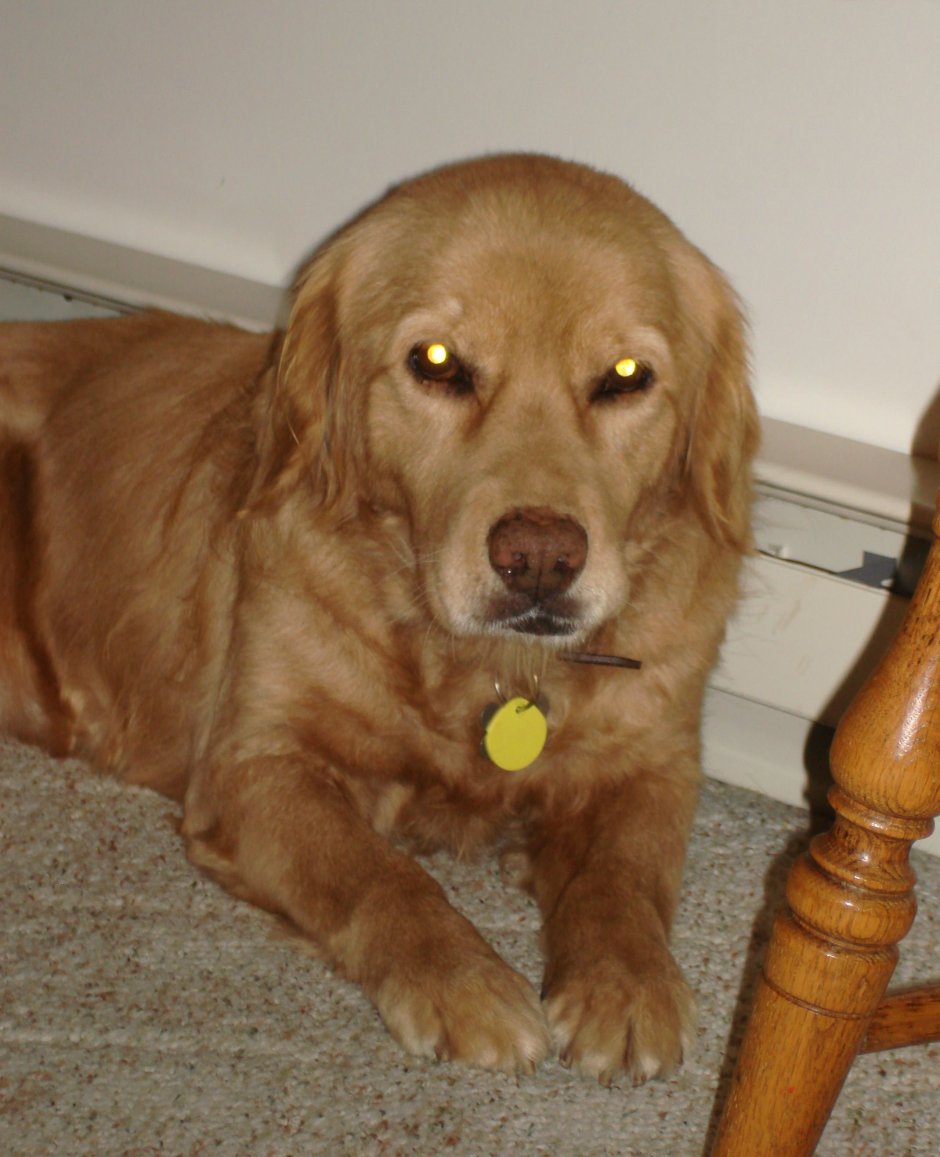 Помесь кокер спаниеля и лабрадора