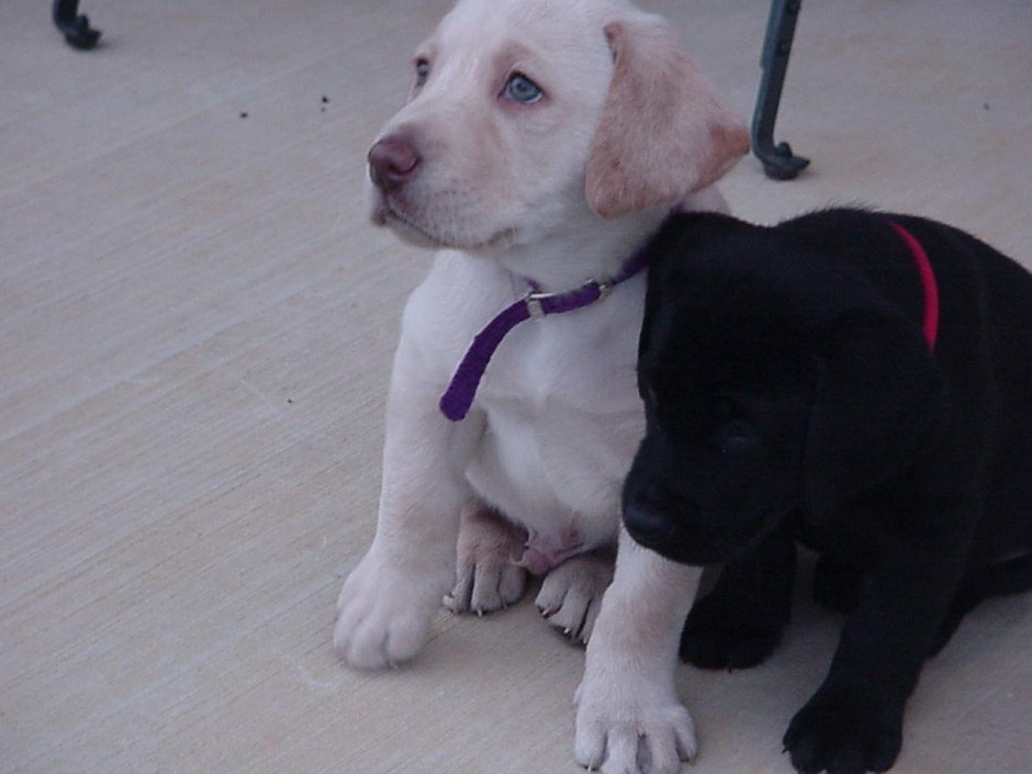 Щенки стаффа и лабрадора