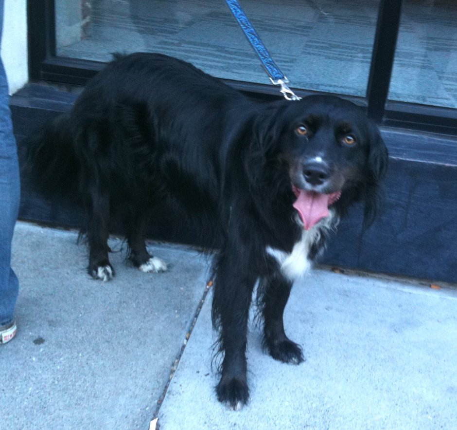 Метис лабрадора и кокер спаниель