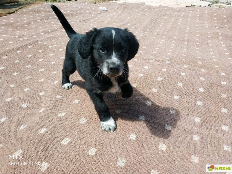 Щенки спаниеля метисы