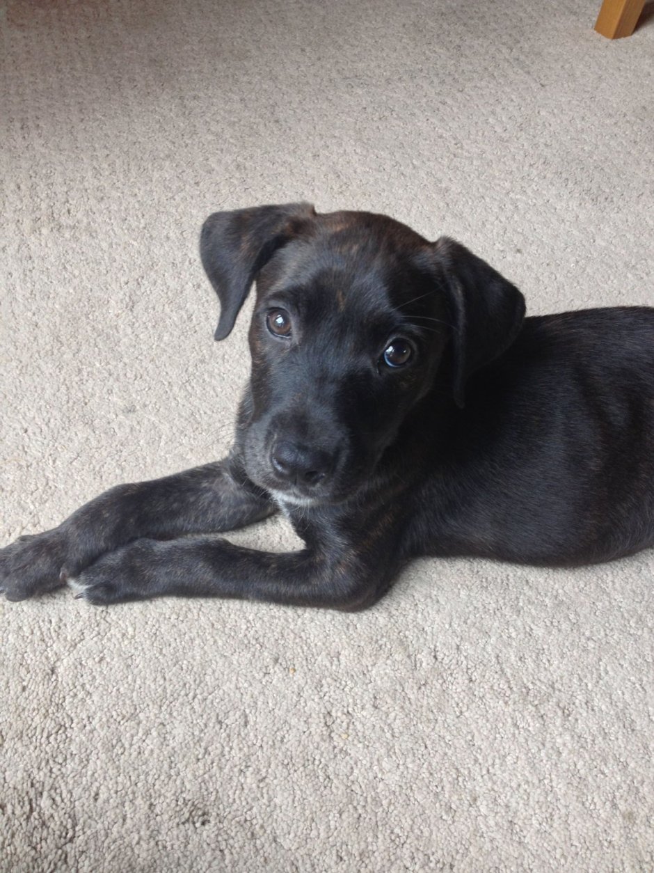 Смесь лабрадора и дворняги