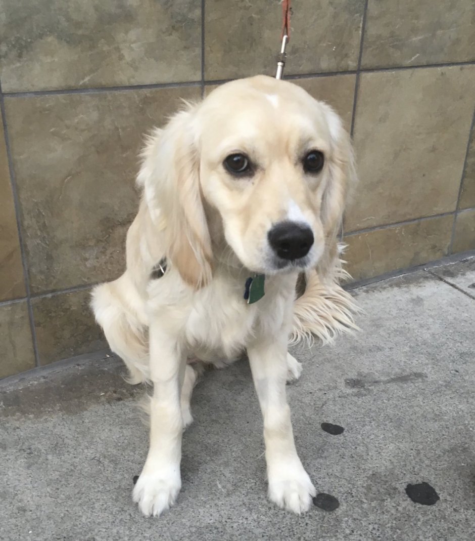 Кокер спаниель и ретривер