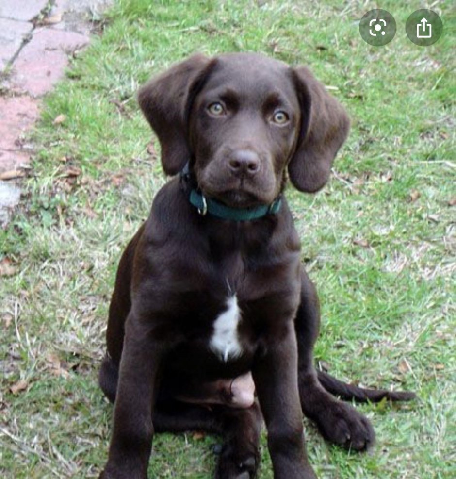 Вязка спаниель и лабрадор