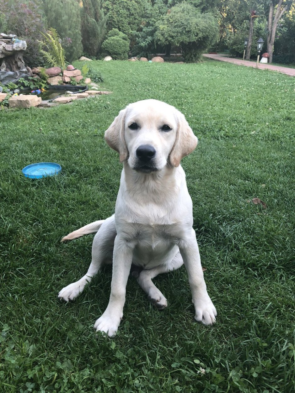 Кокер спаниель и лабрадор