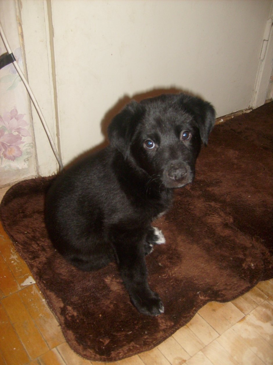 Метис лабрадора и овчарки 2 месяца черный